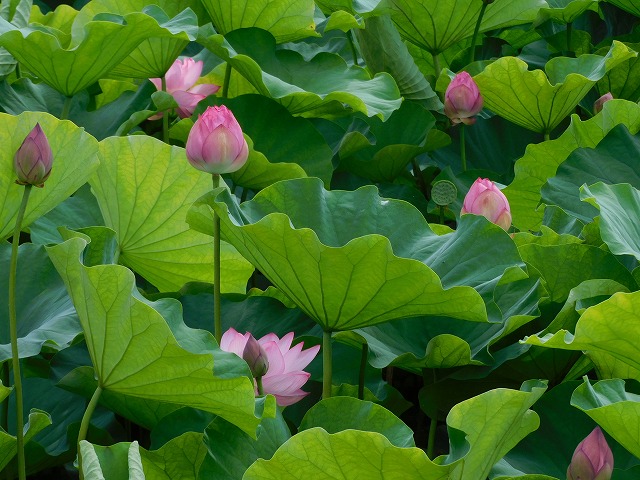 結婚相談所埼玉　蓮の花