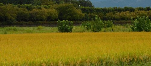 結婚相談所　埼玉　稲と彼岸花